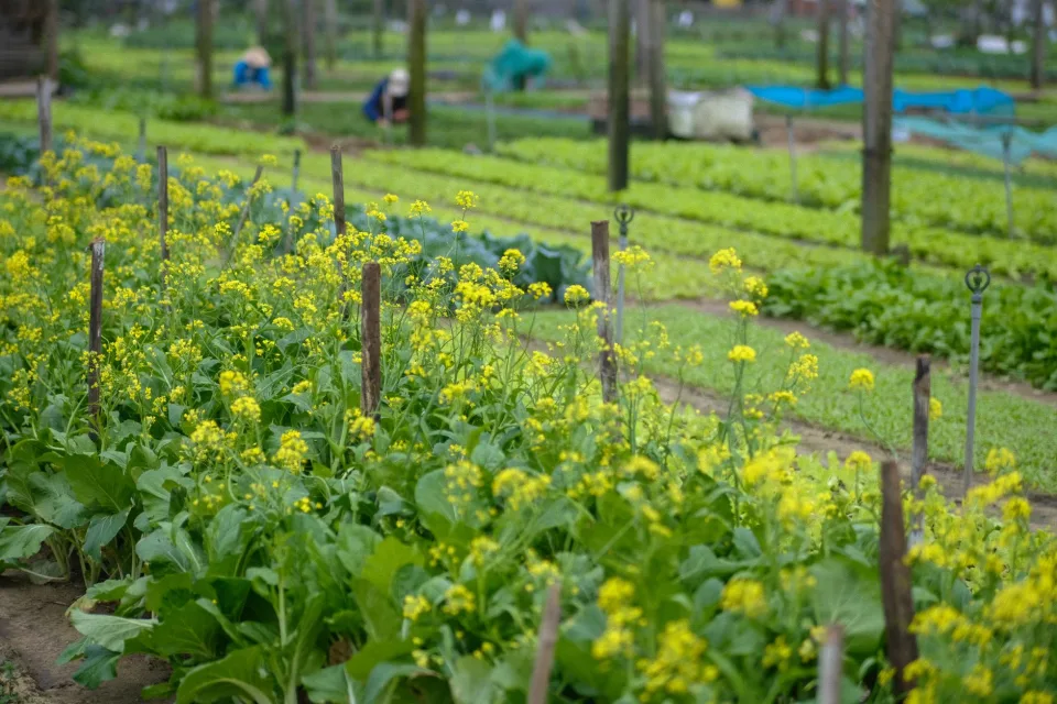 Khu đóng gói tại vườn