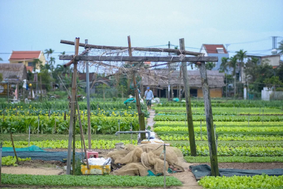 Vườn ươm cây giống